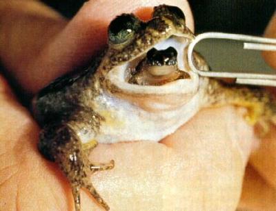 frog9953-gastricbroodingfrog-momnbaby.jp